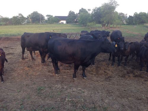 6 Black Angus Cow Calf Pairs ( Cattle )