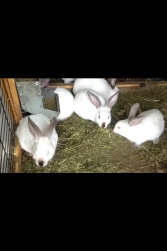 Adorable Purebred Californian Rabbits For Sale ( Rabbits )