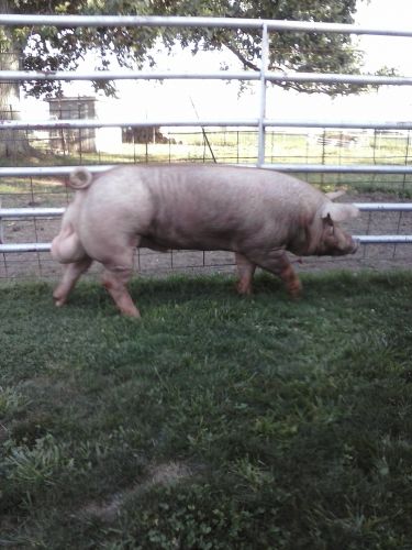Registered Tamworth Feeder Pigs And Breeding Stock ( Hogs )