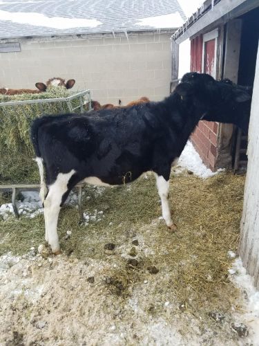 For Sale: Registered Holstein Calf ( Cattle )