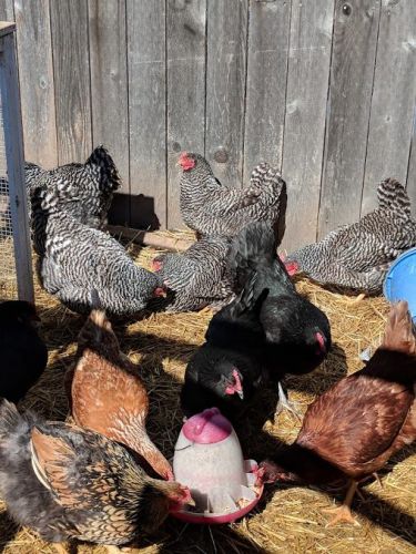 Laying Hen Less Than 1 Year Old For Sale ( Poultry )