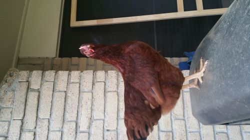 Rhode Island Reds (female And Male) ( Poultry )