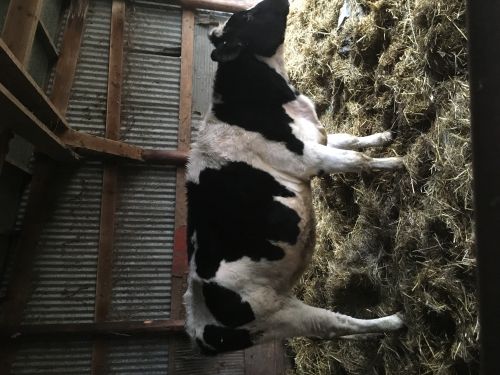 Registered Holstein Heifer For Sale ( Cattle )