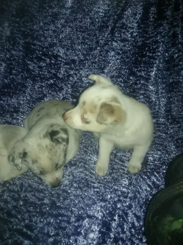 Blue Merle / Chocolate Merle Rat Terrier Pups ( Dogs )