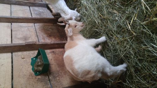 Boer Cross Goat Kids ( Goats )