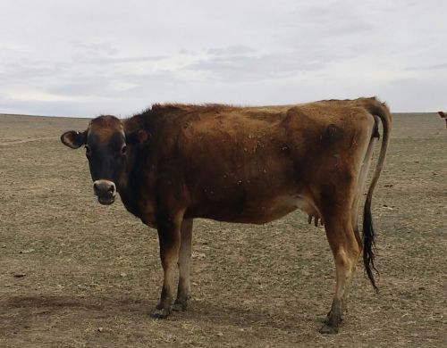 Jersey Milk Cow For Sale ( Cattle )