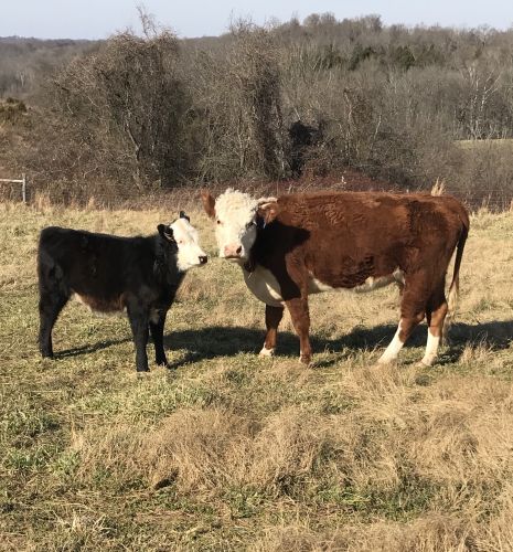 Miniature Hereford Cows And Bulls For Sale ( Cattle )