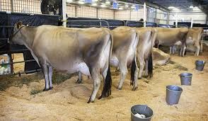 Quality Milky Mini Jersey Cows For Sale ( Cattle )