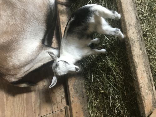 Alpine Goats For Sale ( Goats )