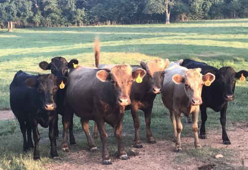 Dexter Cows, Heifers, Cow/calf Pairs ( Cattle )