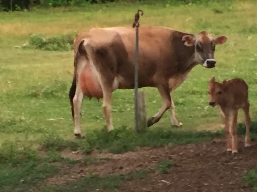 Jersey Cow And Heifer For Sale ( Cattle )
