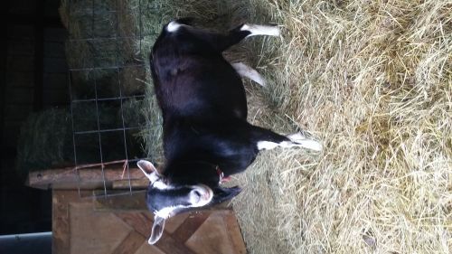Alpine Billy Goat For Sale ( Goats )
