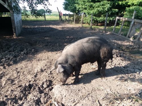 Pigs Mulefoot Breeding Pair . 400.00 Cambridge Il. ( Livestock )