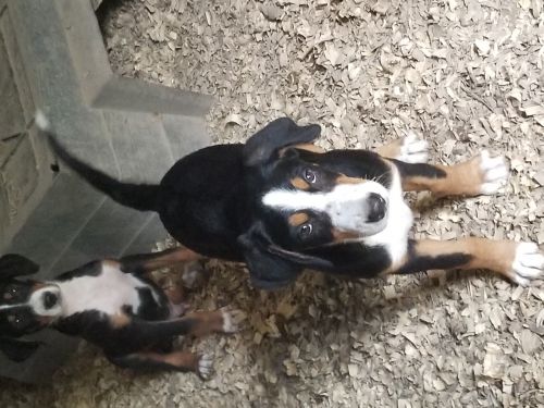 Greater Swiss Puppies ( Dogs )