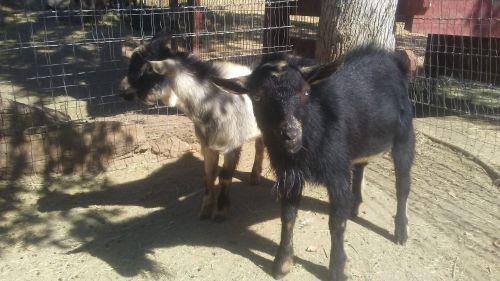 Goats For Sale ( Goats )