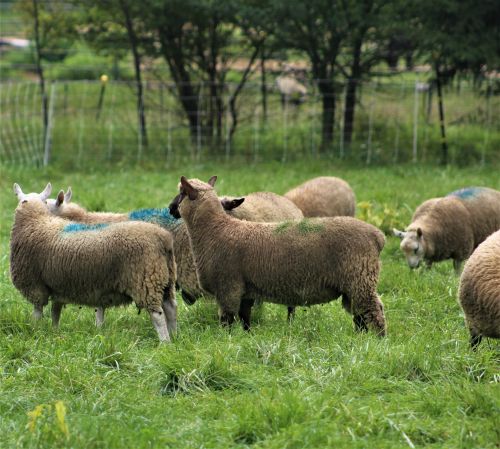 Clun Forest Ram Lambs ( Sheep )