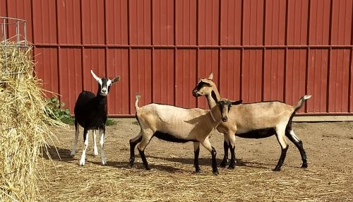 Registered American Alpine Does ( Goats )