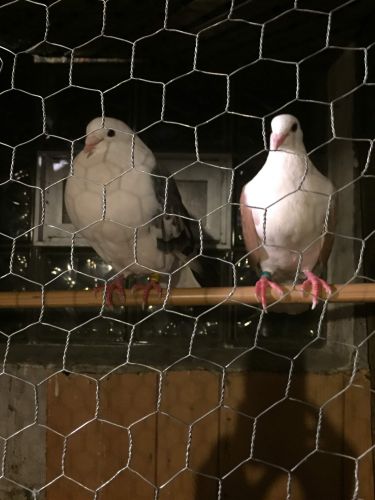 Saddled Homing Pigeon Family ( Birds )