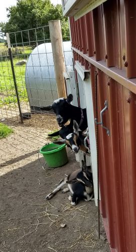 Nigerian Dwarf Doelings And One Pet Wether ( Goats )