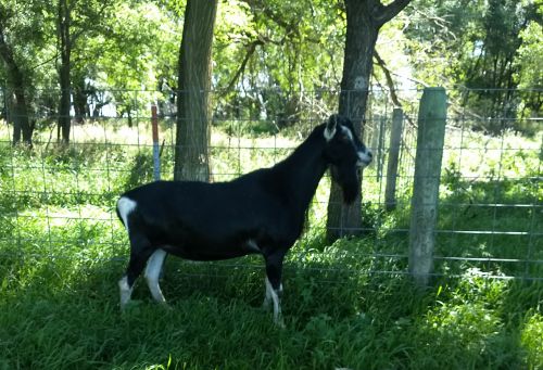Alpine Herd Sire $350 ( Goats )