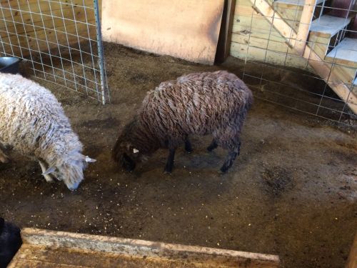Black Leicester Longwool Ram Sheep For Sale ( Sheep )