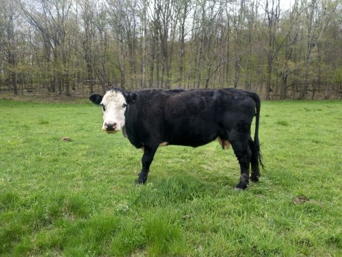 For Sale, Heavy Bred Cow, $1200 ( Cattle - Beef )