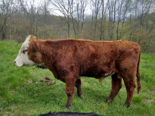 Young Hereford Bull ( Cattle - Beef )