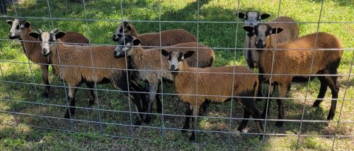 Sheep, Young American Blackbelly Rams Available-central Oklahoma ( Sh