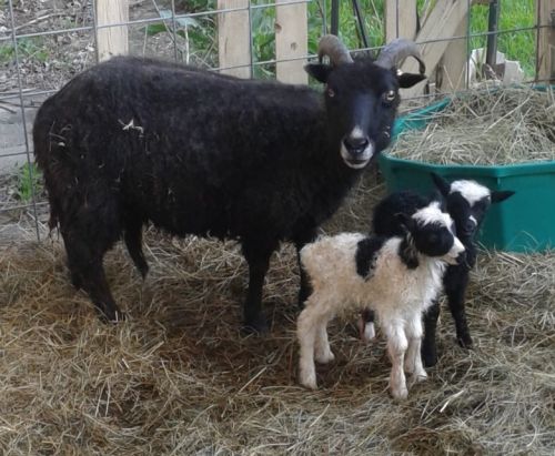 Puebred Icelandic Lambs/rams ( Sheep )