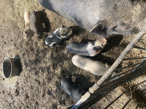 Kunekune/julian Mini Feeder Piglets For Sale ( Hogs )