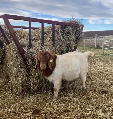 I Have Boer Goats For Sale ( Goats )