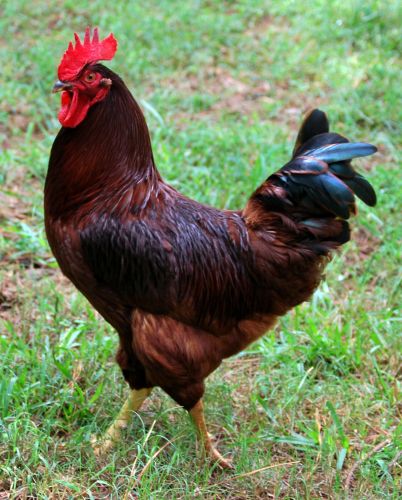 Rhode Island For Sale ( Poultry )