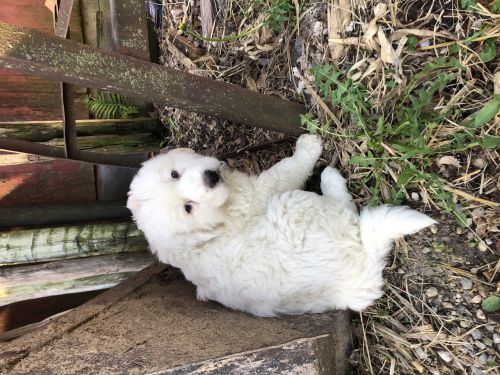 For Sale Great Pyrenees Puppy ( Dogs )