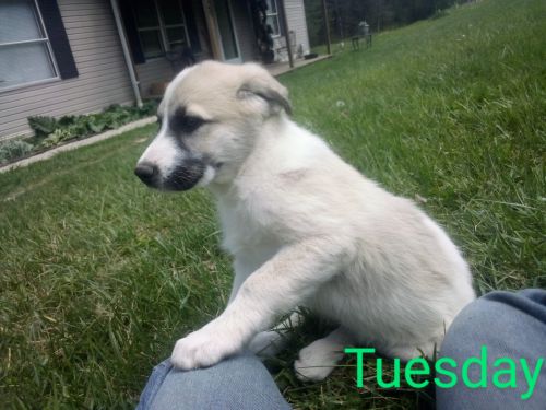 Anatolian Shepherd Great Pyrenees Lgd Type Puppy For Sale Or Trade ( 