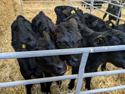 Beef And Dairy Bucket Calves Available ( Cattle - Dairy )