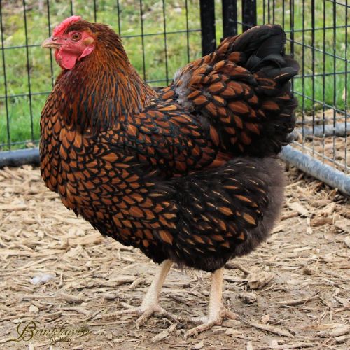 Breeder Quality Large Fowl Wyandottes ( Poultry )