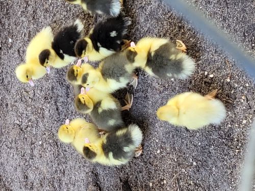 Adorable Babys ( Poultry - Ducks )