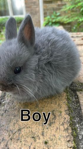 Netherland Dwarf And Lionhead Bunnies For Sale 7068091000 ( Rabbits )