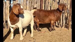 Cattle, Sheep And Goats For Sale Near Me, ( Goats )