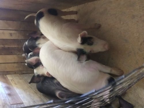 6 Hogs For Sale ( Hogs )