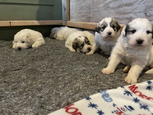 Great Pyrenees / Livestock Guardian Puppies ( Dogs )