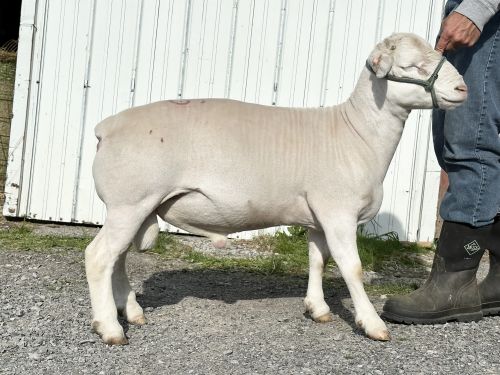 White Dorper Ram ( Sheep )
