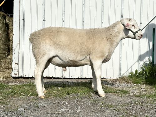 For Sale White Dorper Ram ( Sheep )