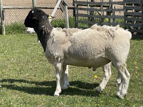 For Sale: Dorper Ram ( Sheep )