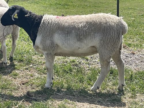 For Sale:  Dorper Ewe ( Sheep )