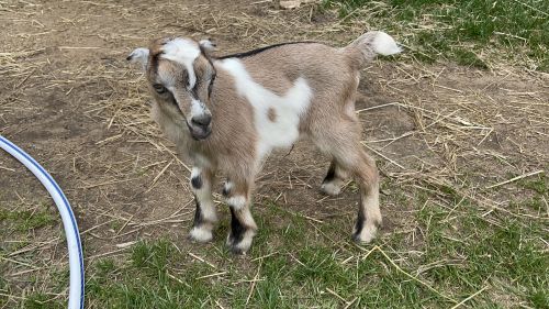 For Sale:  4 Week Old Goat Buckling Mini-mancha ( Goats )