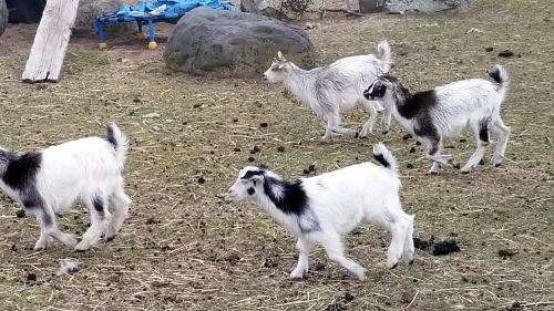 Pygmy Goats For Sale ( Goats )