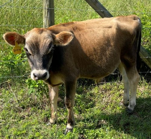 Yearling A2/a2 Purebred Mini Jersey Bull ( Cattle - Miniature )