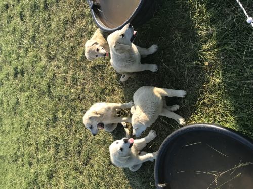 For Sale: Akbash/anitolian Shepherd Puppies ( Dogs )