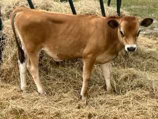Mid-mini Jersey Bull Calf For Sale In Central Texas ( Cattle - Dairy 